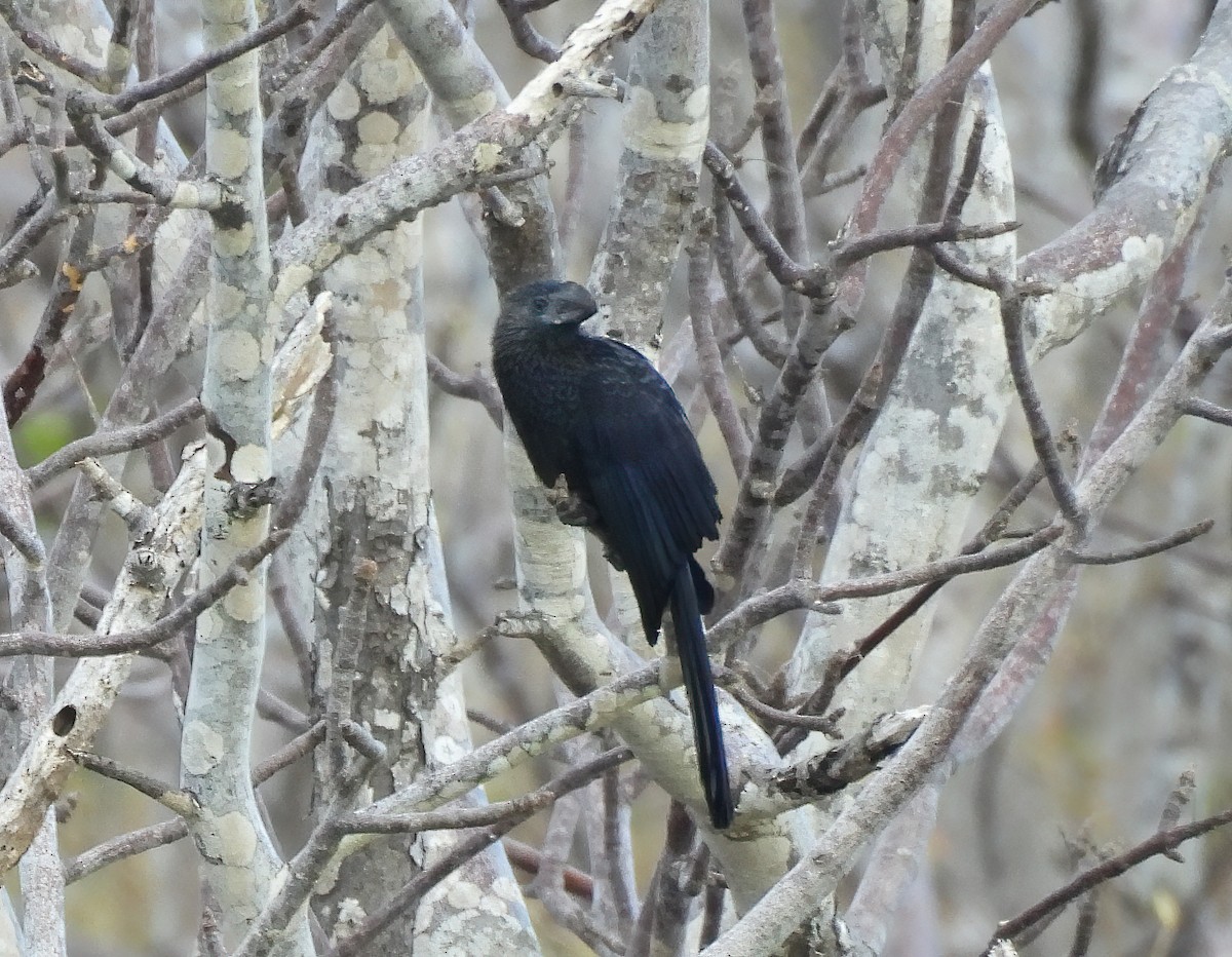 Ані товстодзьобий - ML645890235
