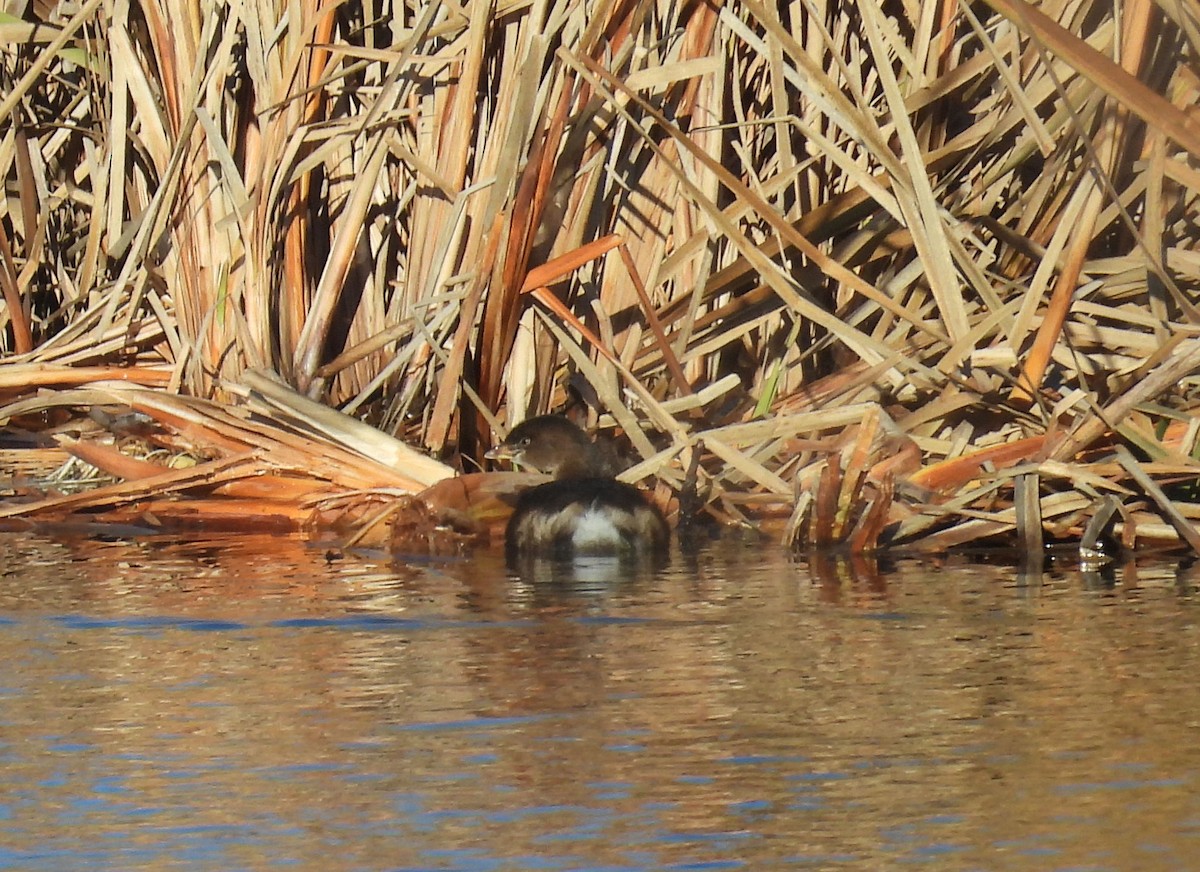 Pied-billed Grebe - ML645890236