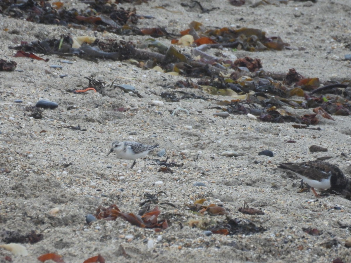 Sanderling - ML645890241