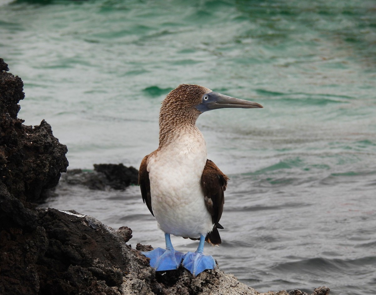 Blue-footed Booby - ML645890242