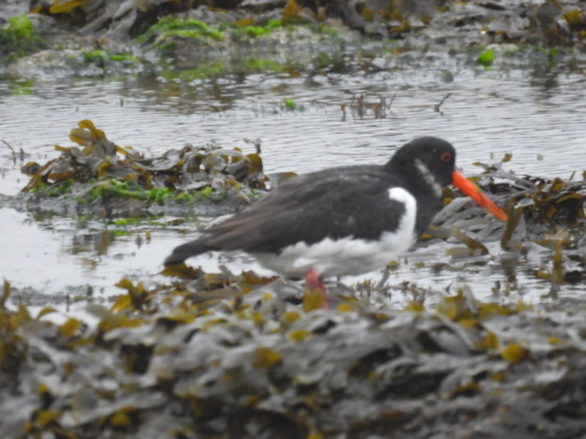 Eurasian Oystercatcher - ML645890249