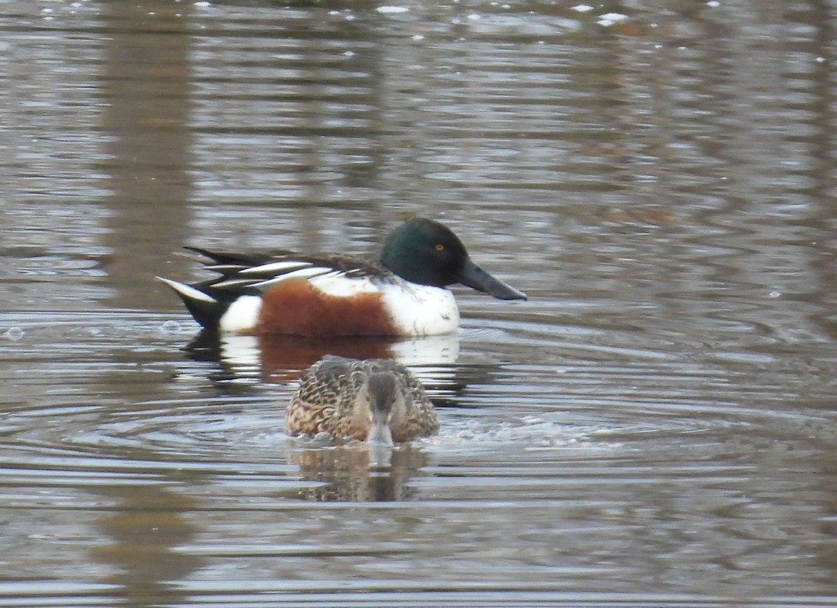 Northern Shoveler - ML645890250