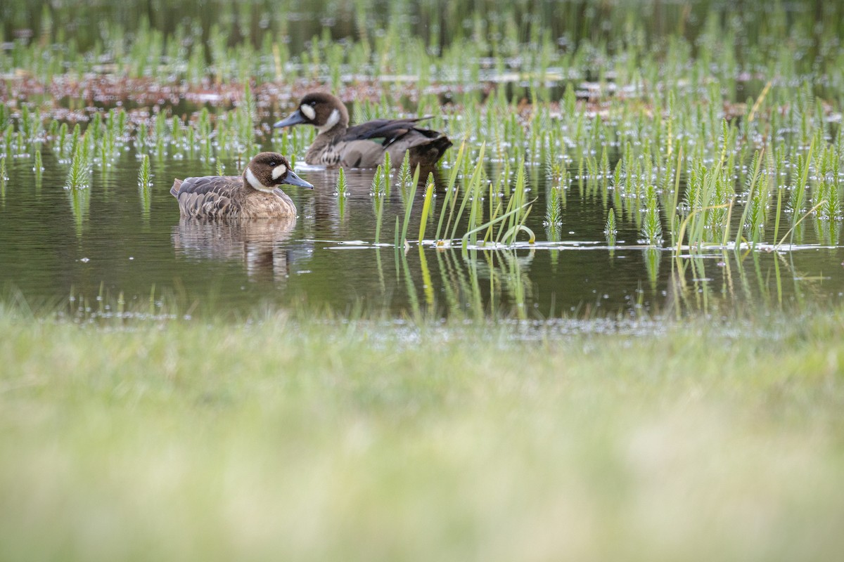 Бронзовокрылая утка - ML645890275