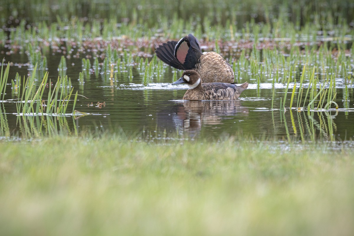 Бронзовокрылая утка - ML645890276
