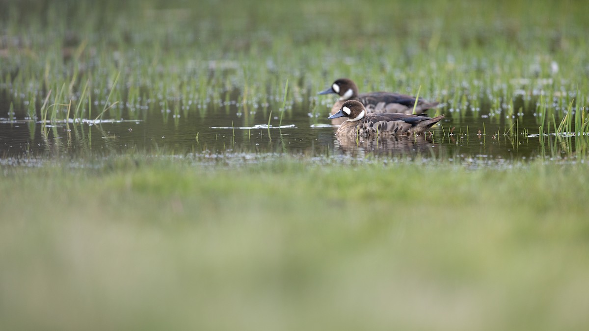 Бронзовокрылая утка - ML645890277