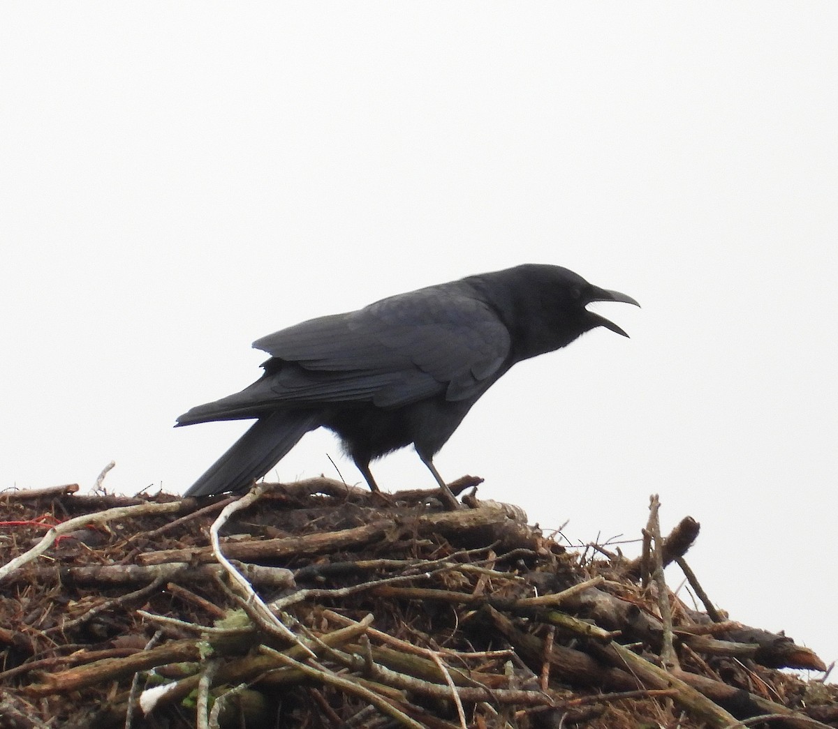 Fish Crow - ML645890278