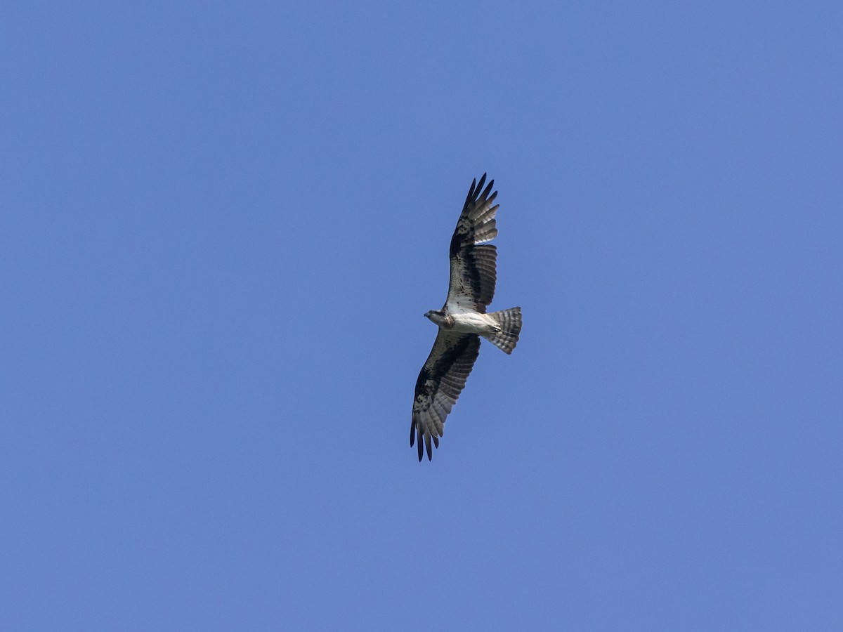 Osprey - ML645890280
