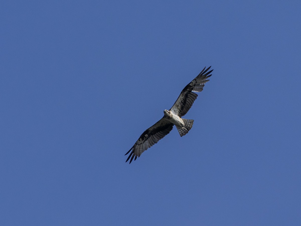 Osprey - ML645890281