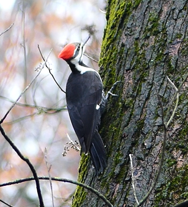 Pileated Woodpecker - ML645890282