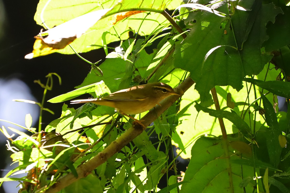 Radde's Warbler - ML645890283