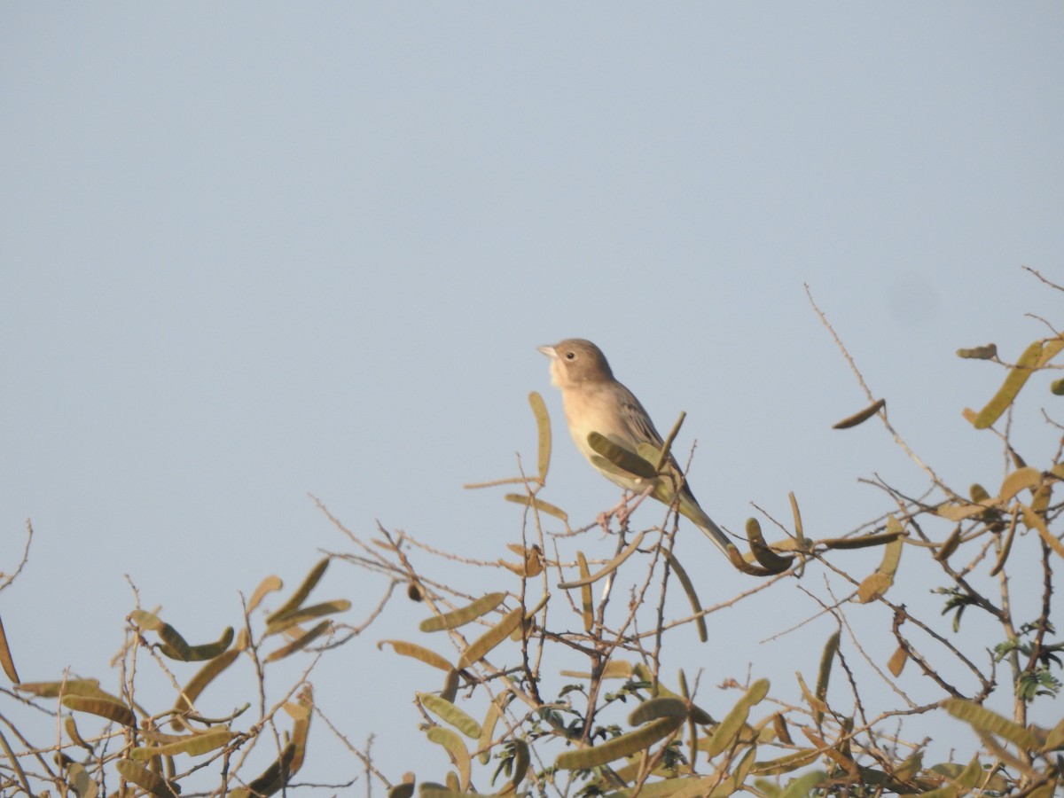 Gray-necked Bunting - ML645890285