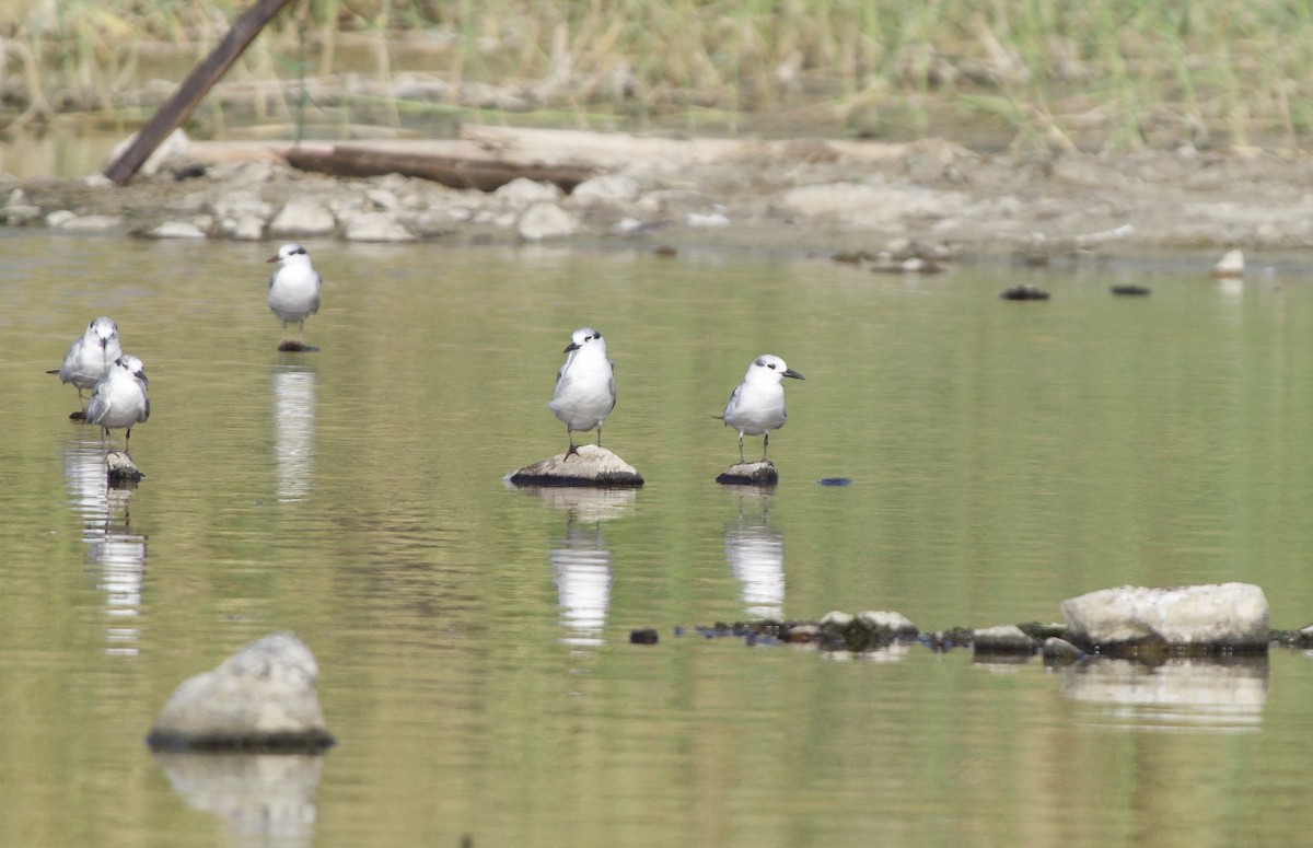 tern sp. - ML645890286