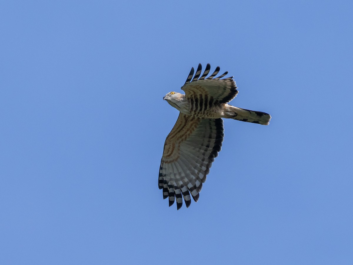 Jerdon's Baza - ML645890287