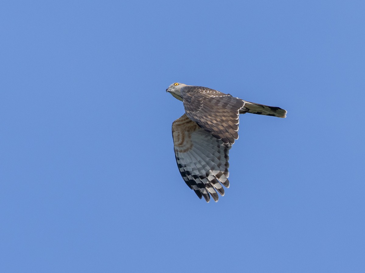 Jerdon's Baza - ML645890288