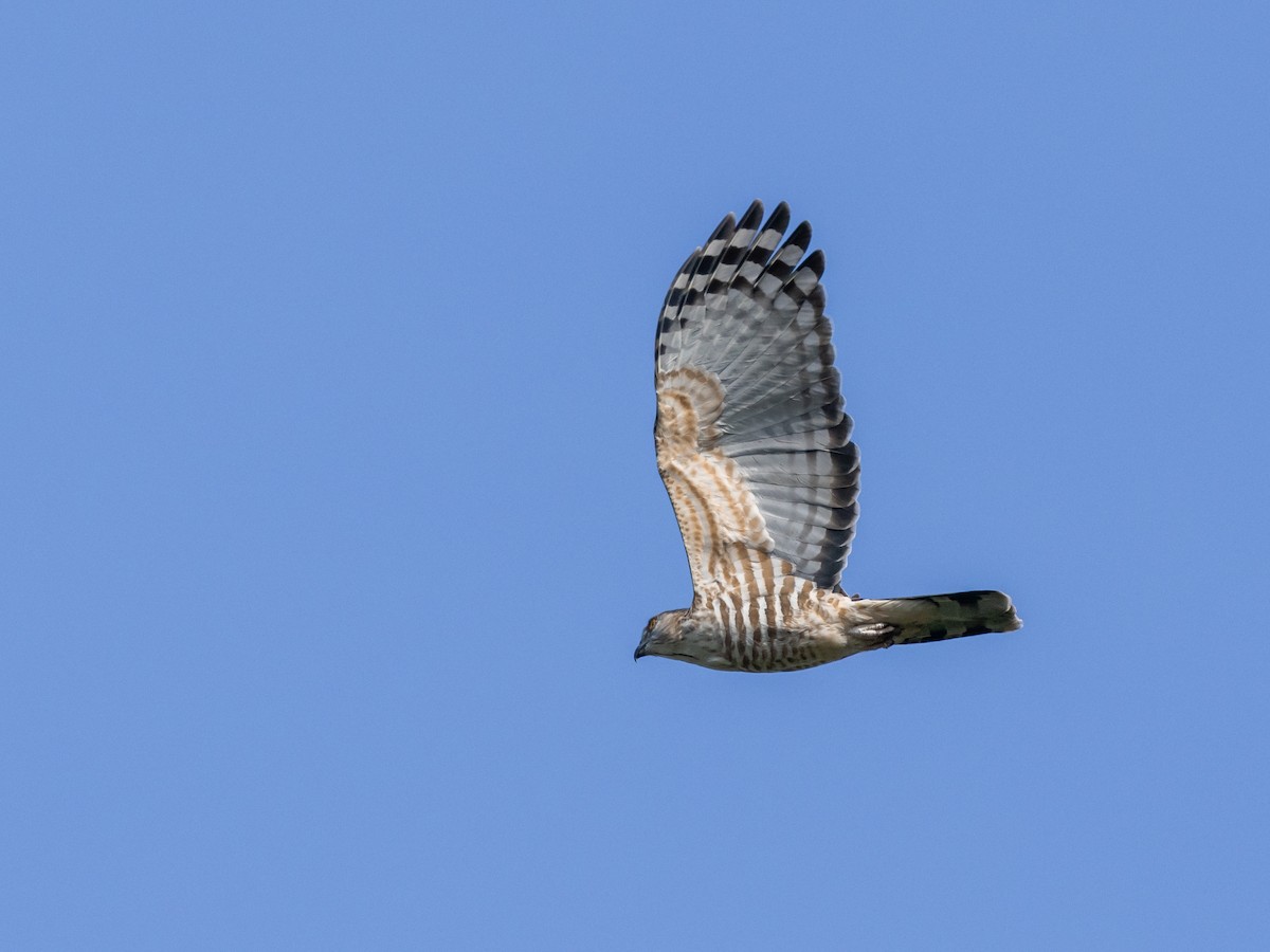 Jerdon's Baza - ML645890289