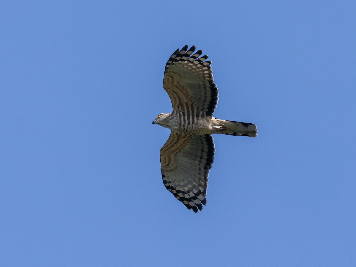 Jerdon's Baza - ML645890293