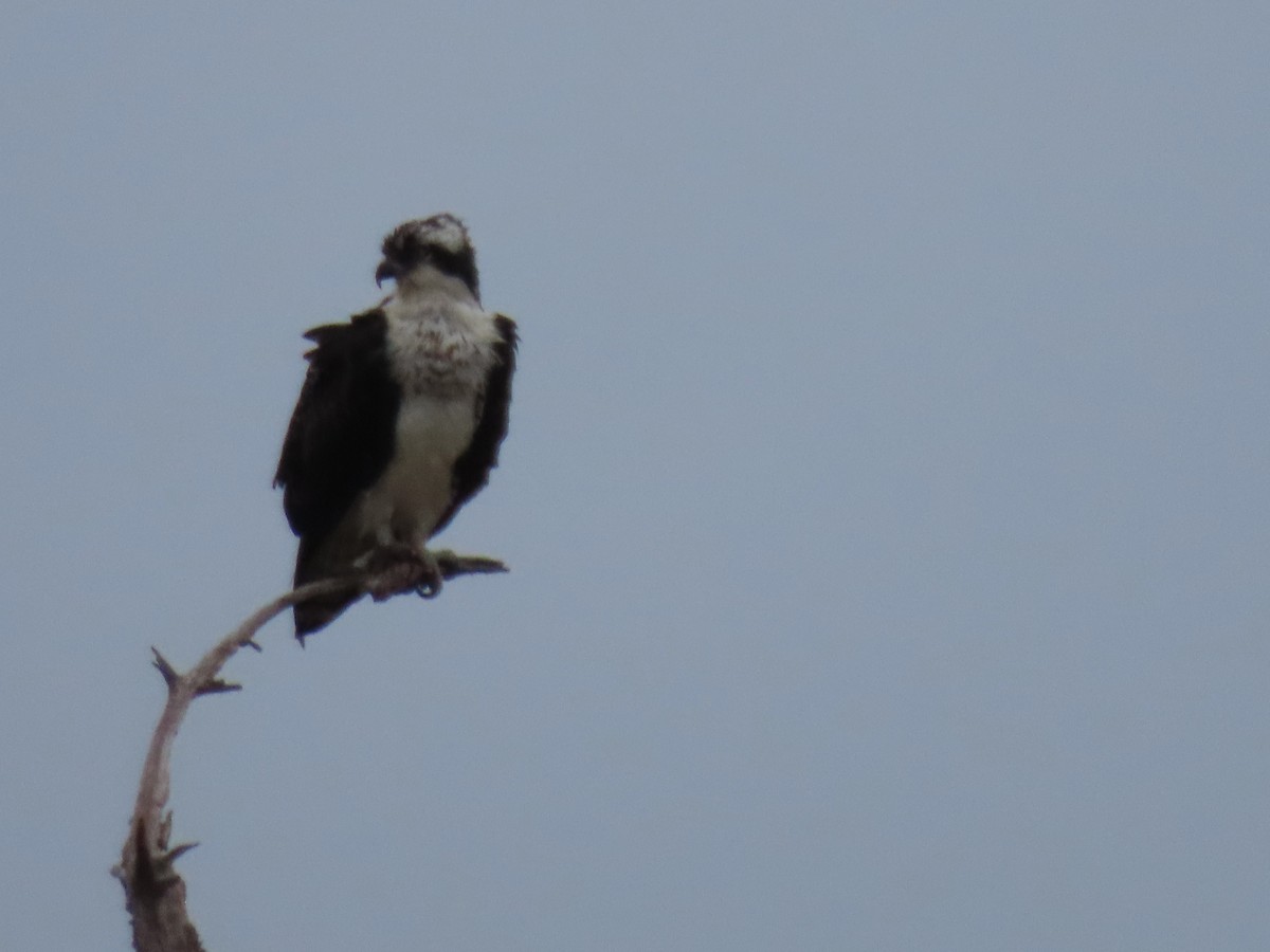 orlovec říční - ML645890294