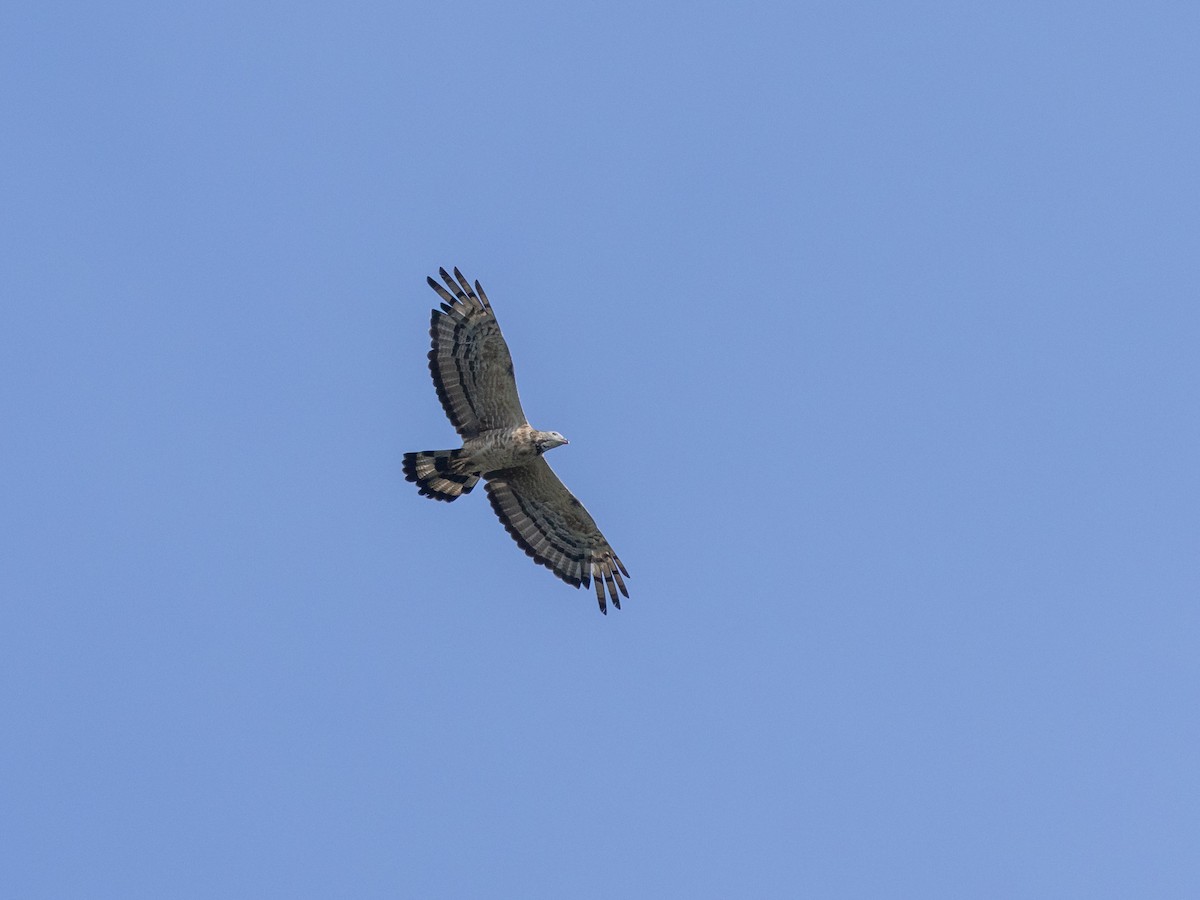 Oriental Honey-buzzard - ML645890295