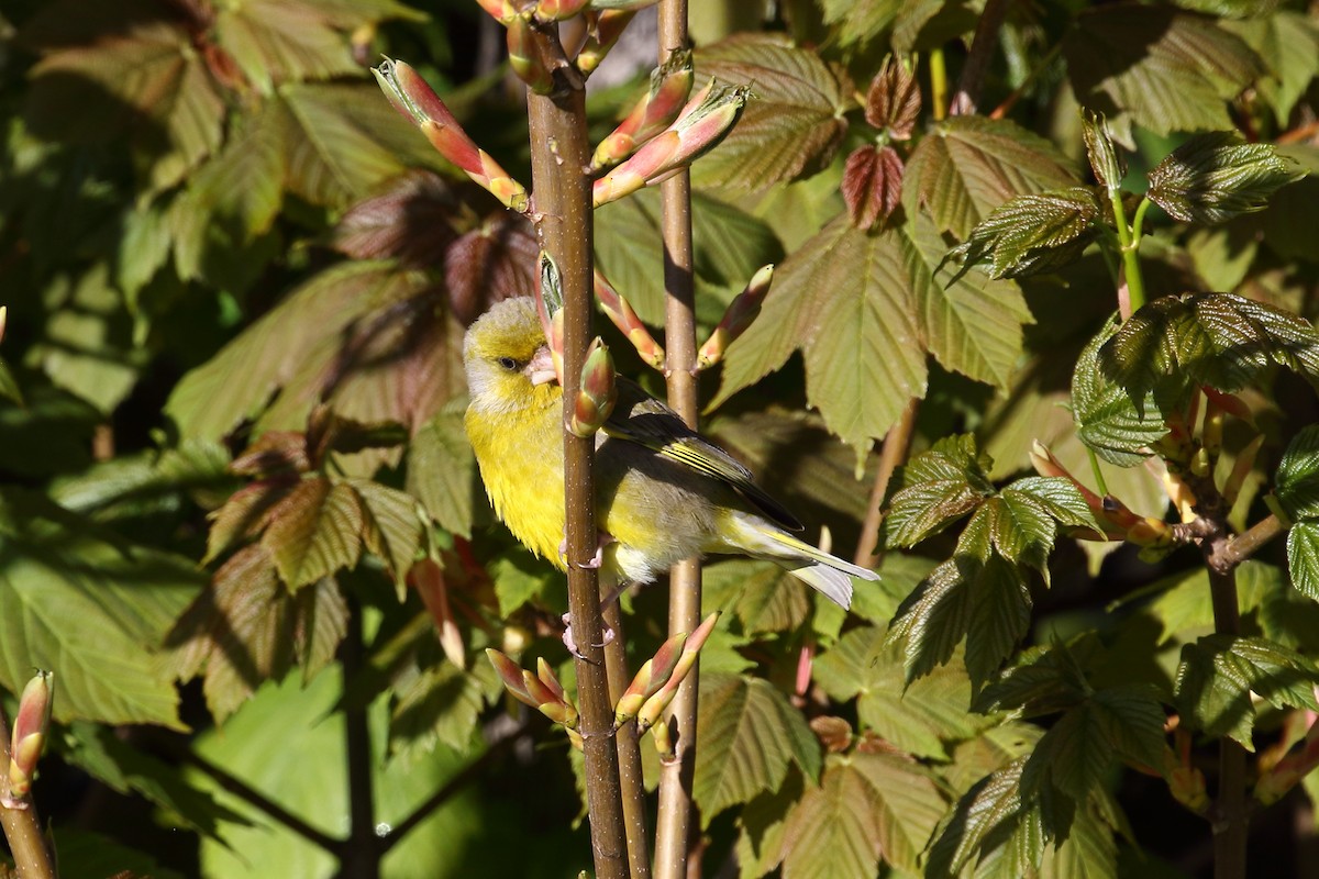 European Greenfinch - ML645890296