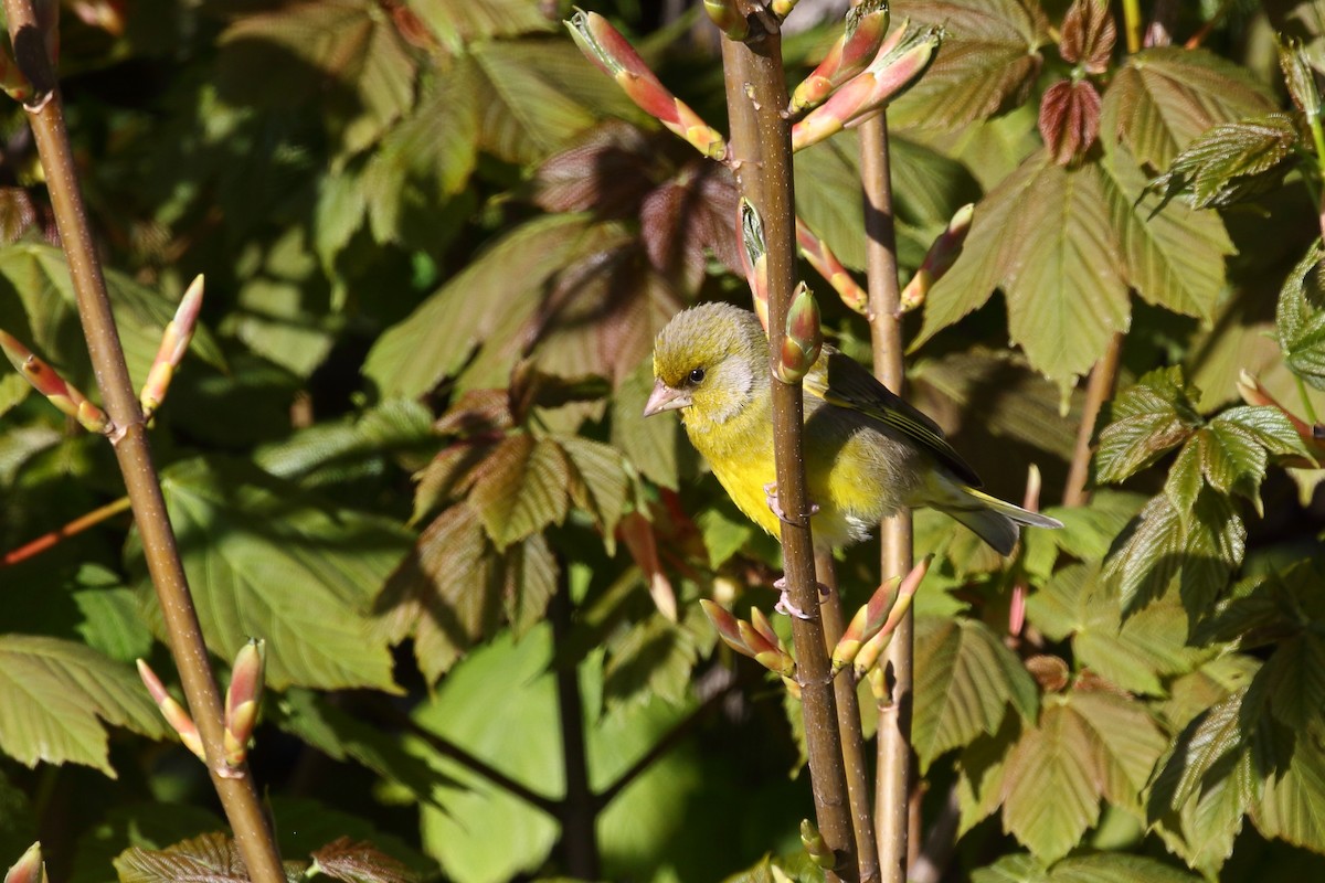 European Greenfinch - ML645890297