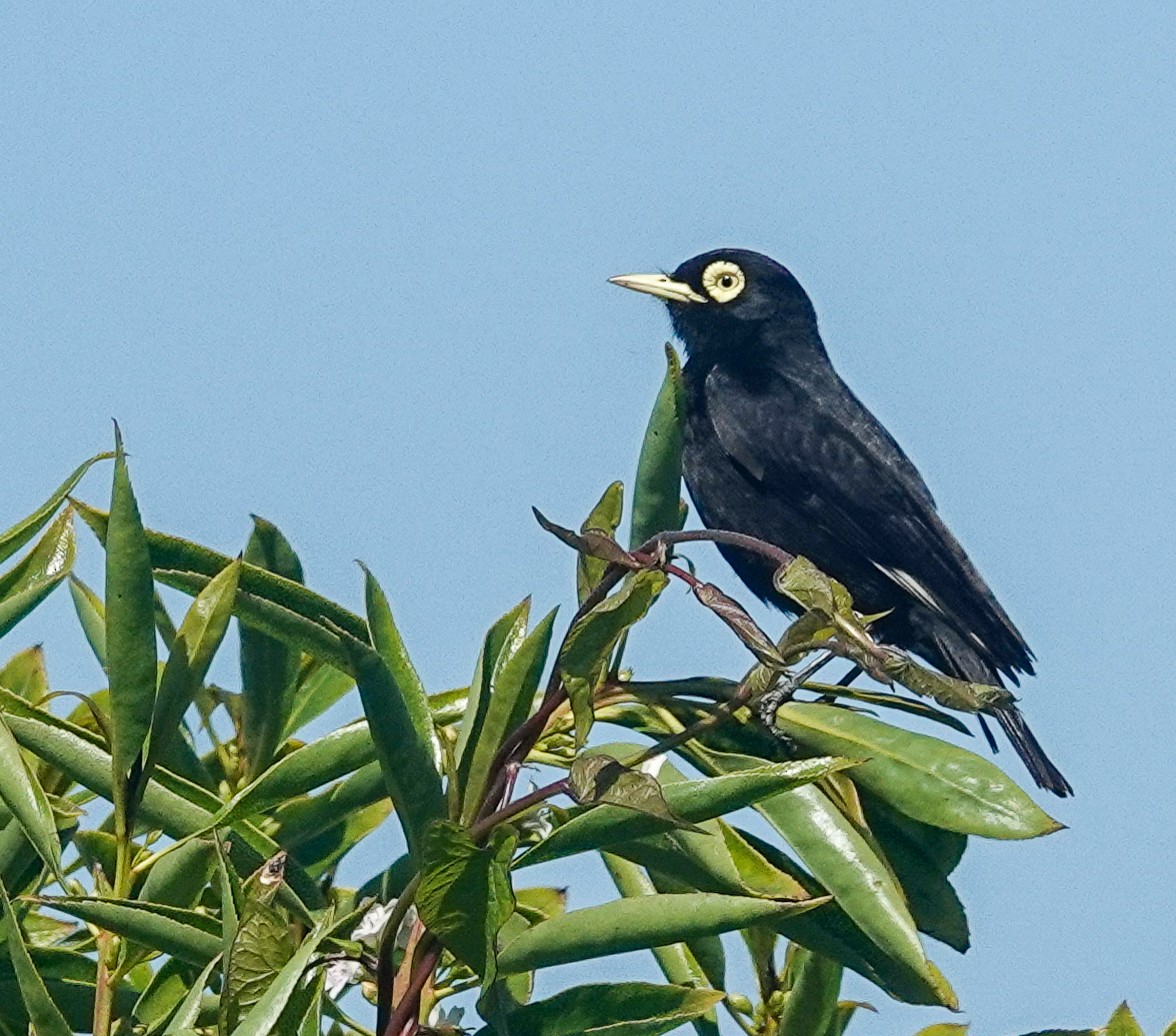 Spectacled Tyrant - ML645890298