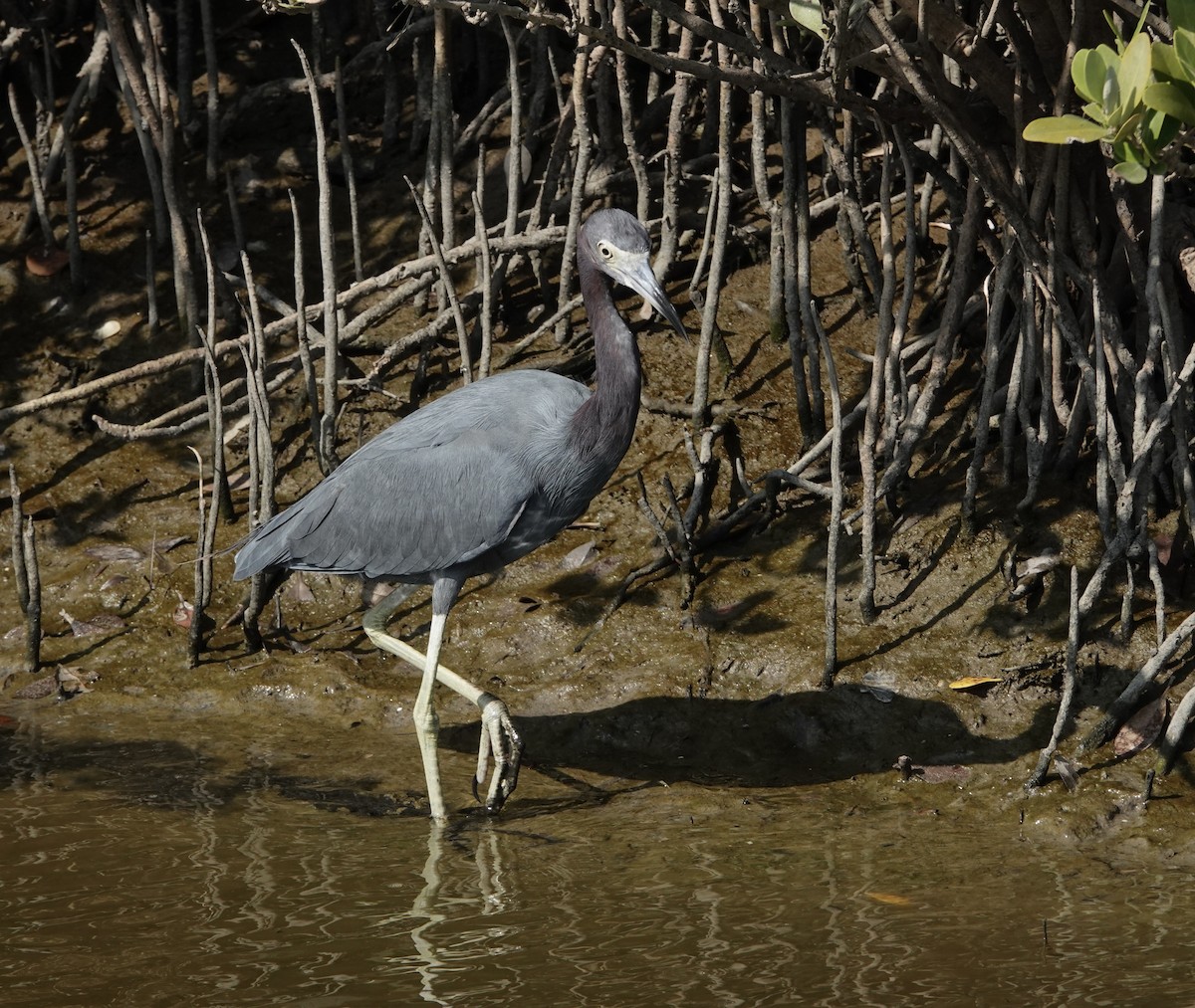 Little Blue Heron - ML645890299