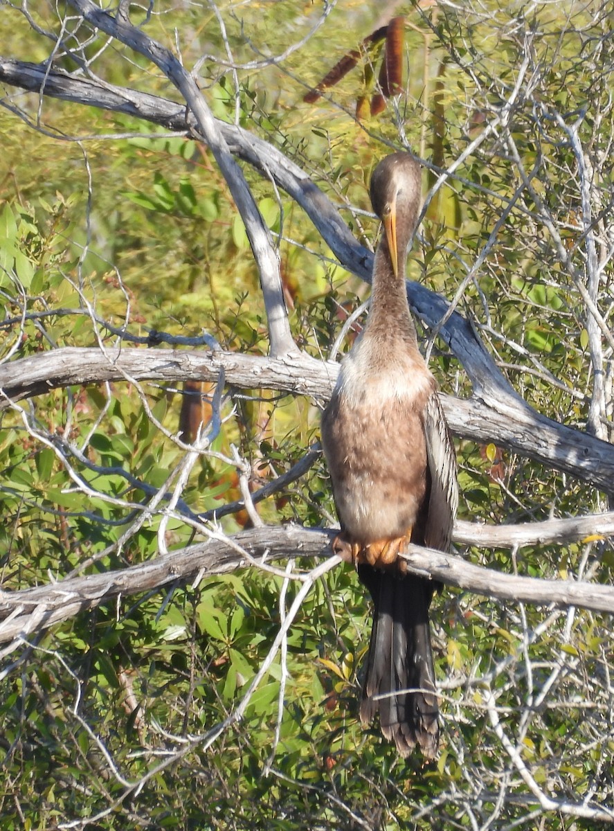 Anhinga - ML645890300
