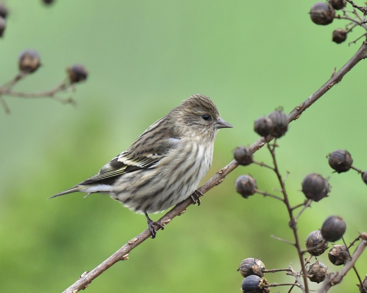 Pine Siskin - ML645890302