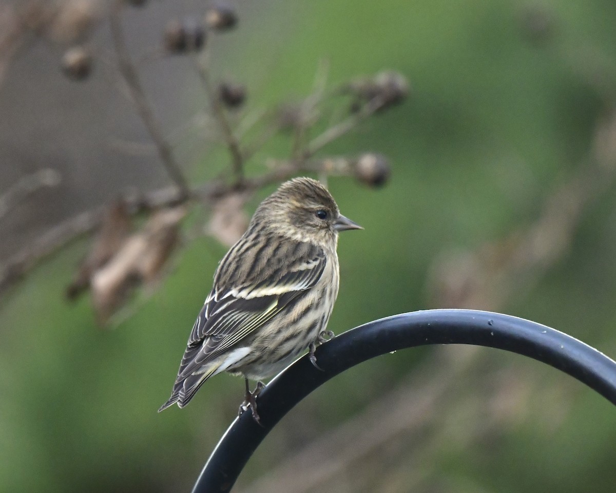 Pine Siskin - ML645890303