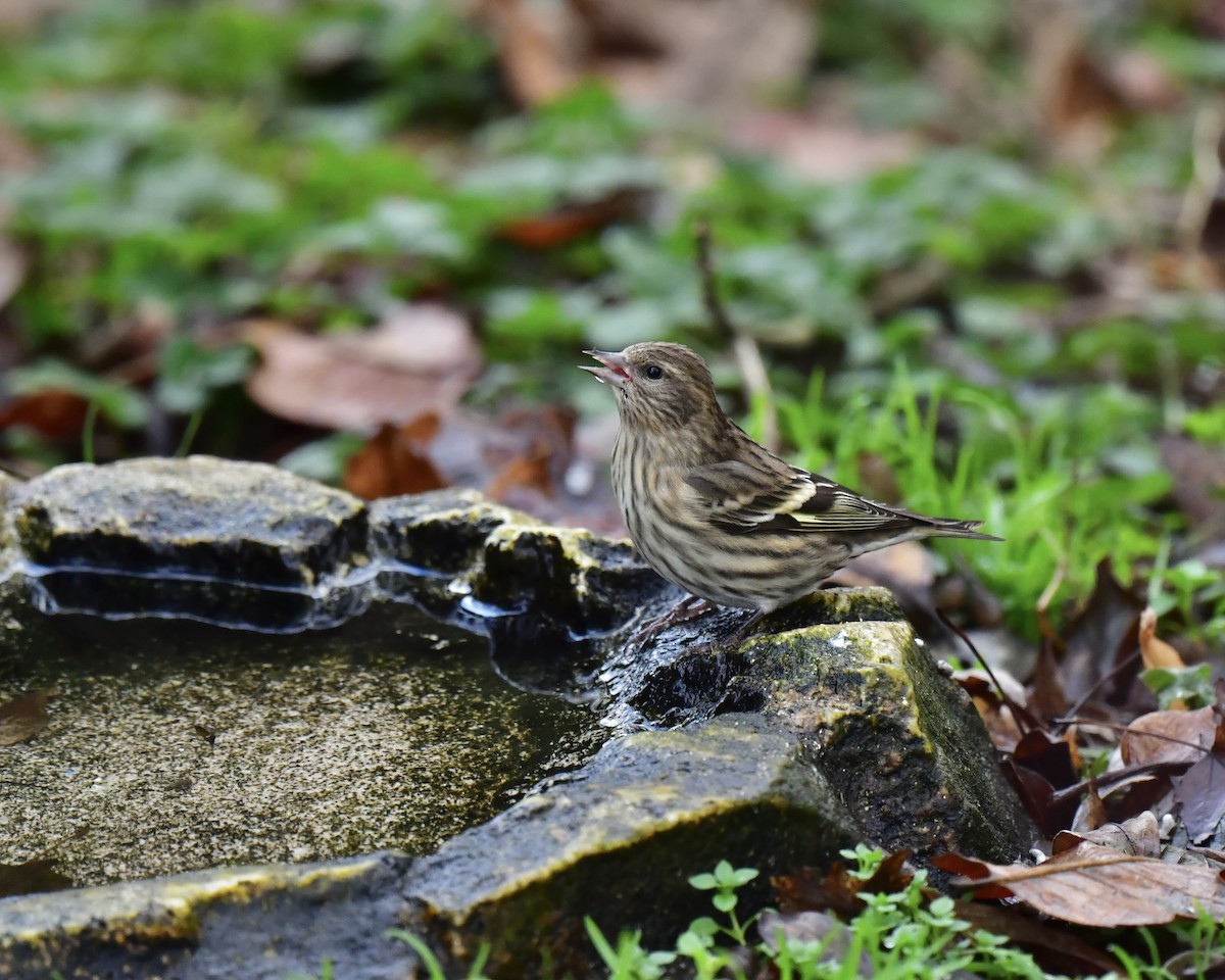 Pine Siskin - ML645890304