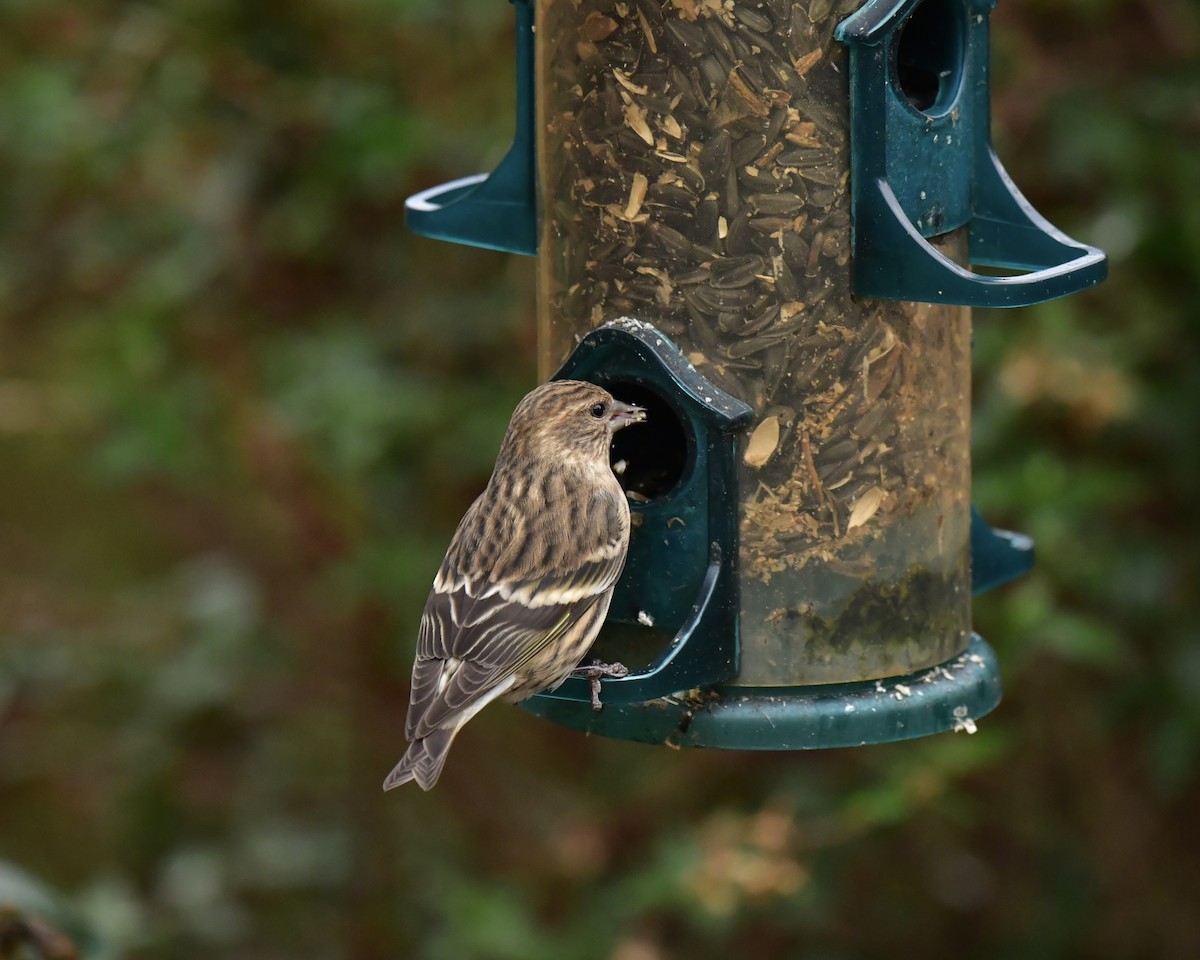 Pine Siskin - ML645890305