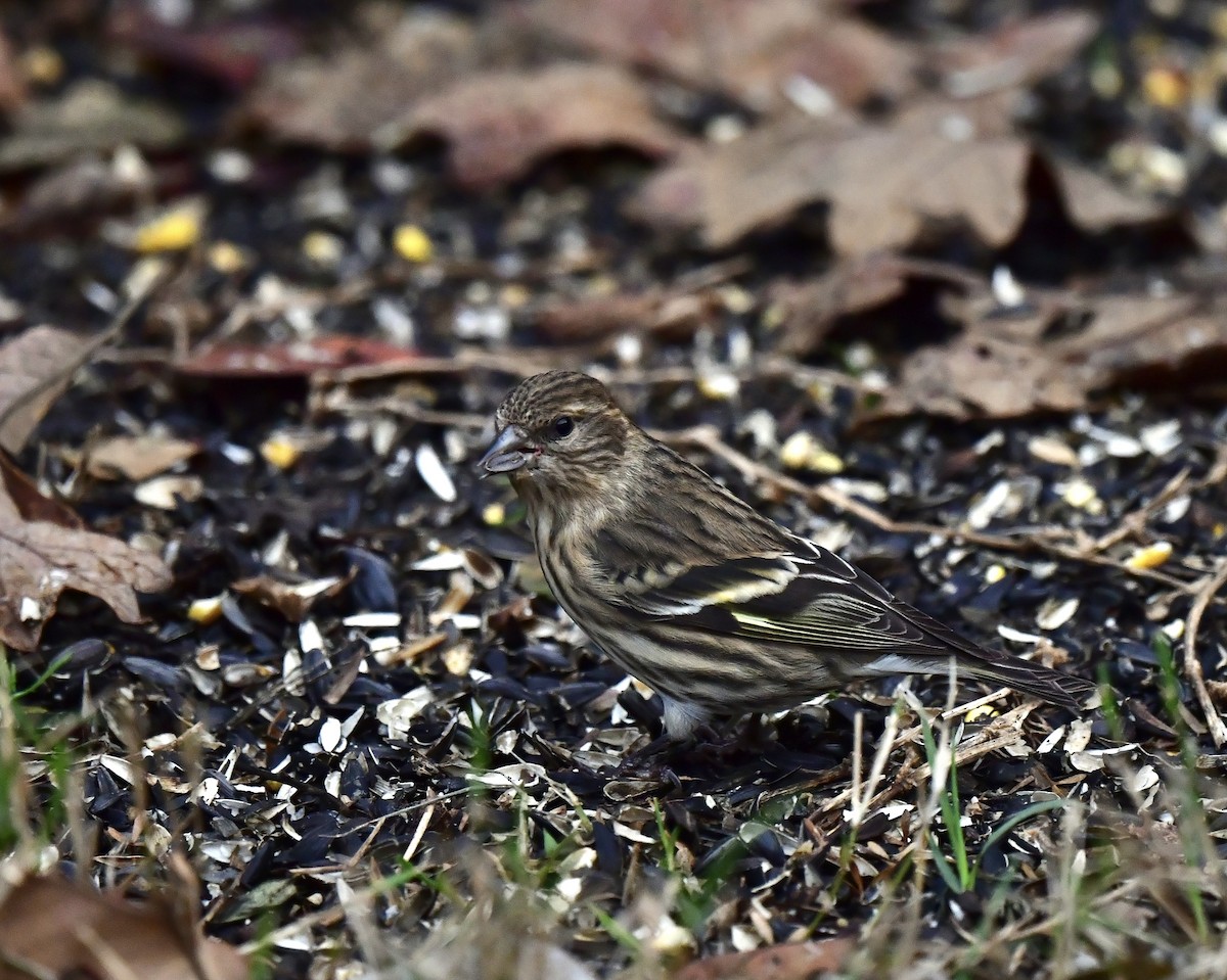 Pine Siskin - ML645890307