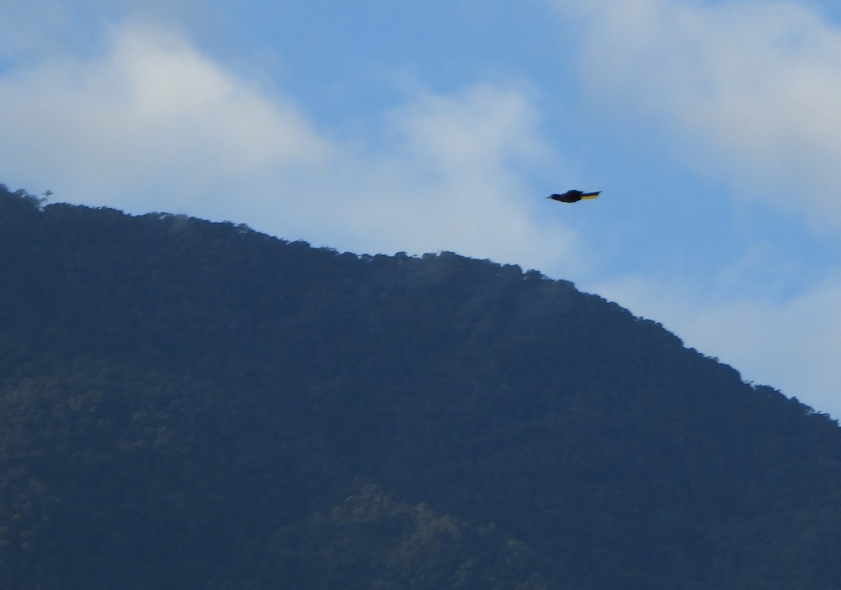 Crested Oropendola - ML645890308