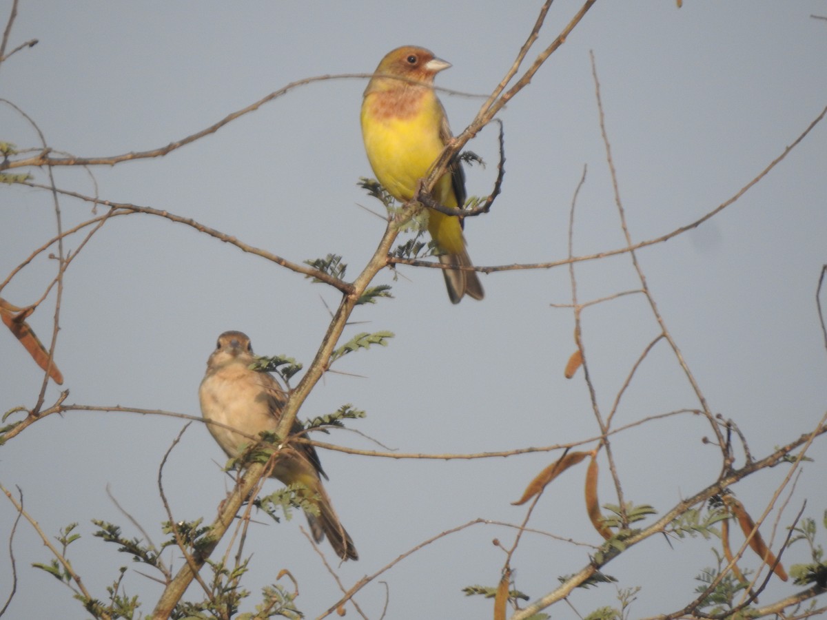 Red-headed Bunting - ML645890309