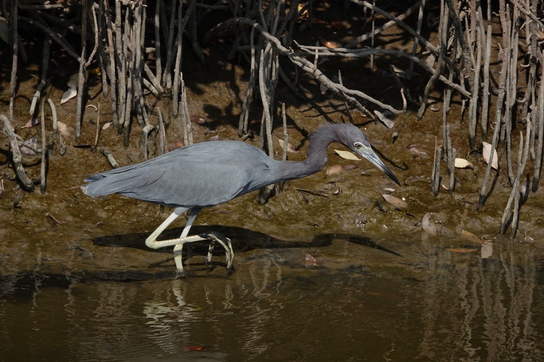 Little Blue Heron - ML645890311