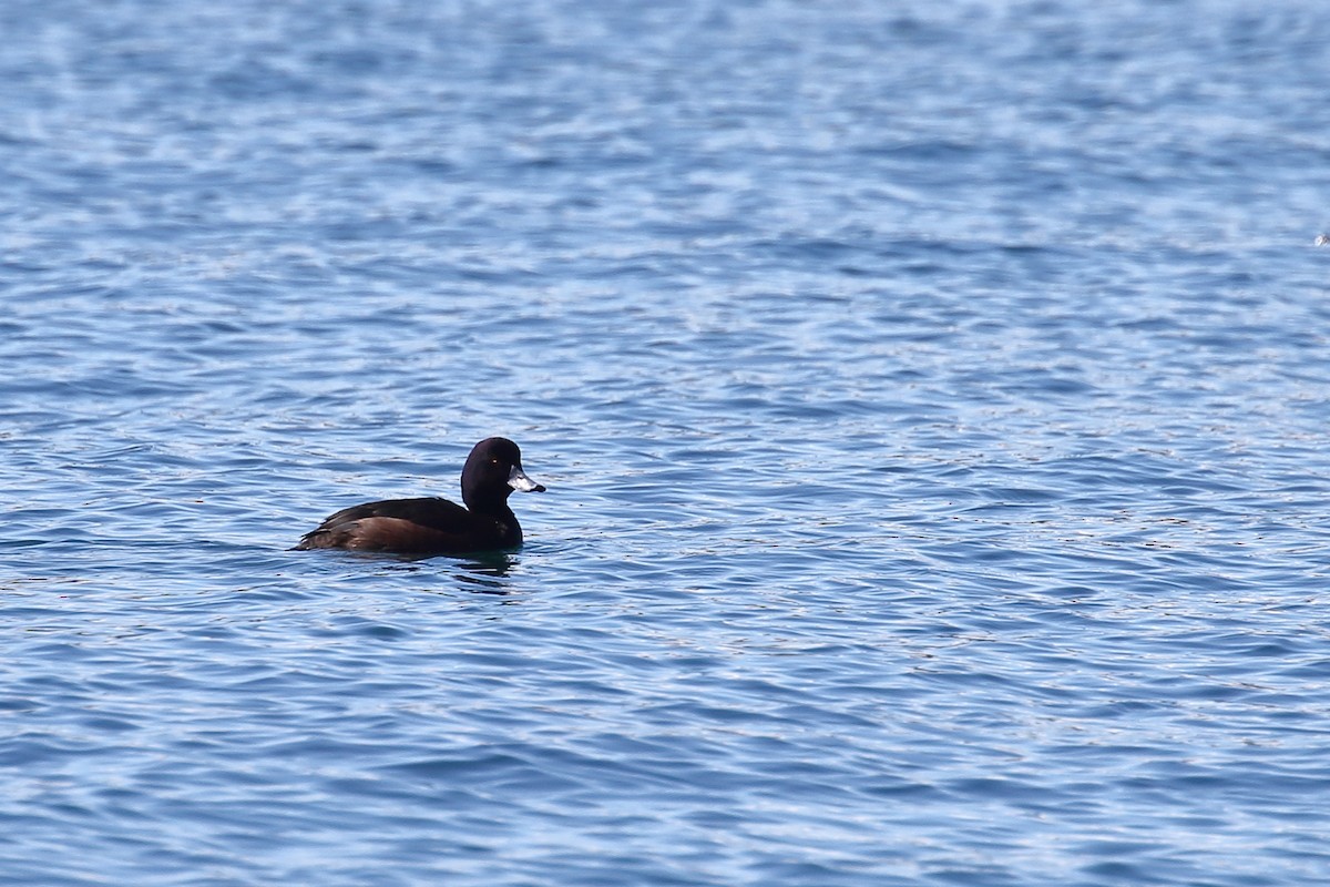New Zealand Scaup - ML645890312