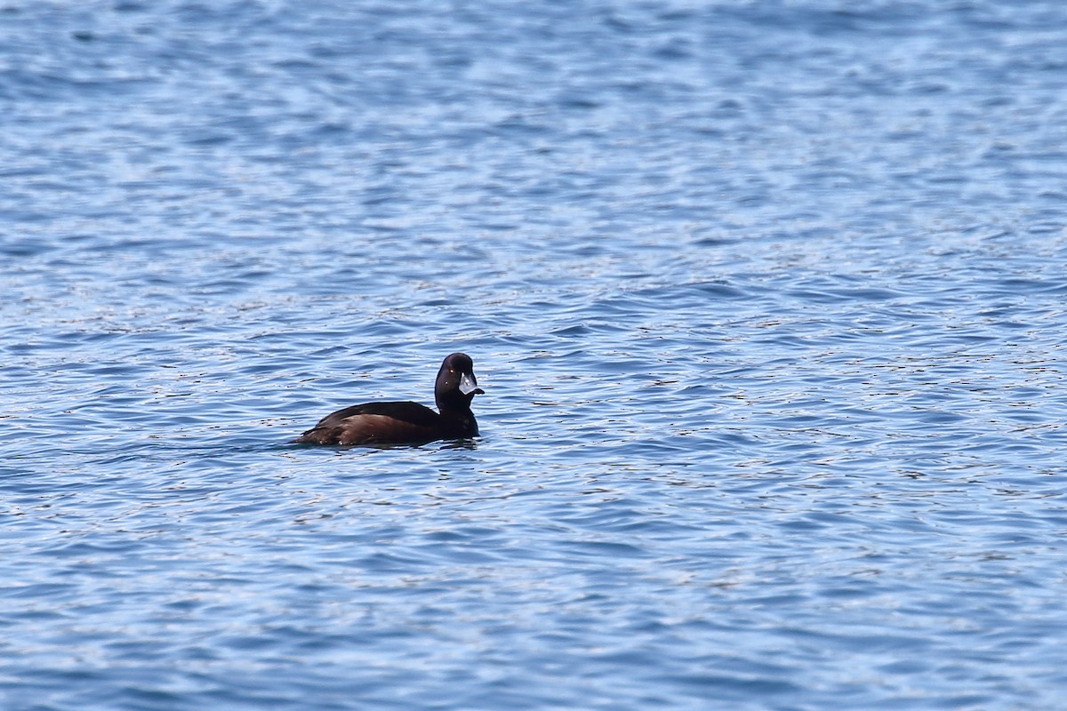 New Zealand Scaup - ML645890313