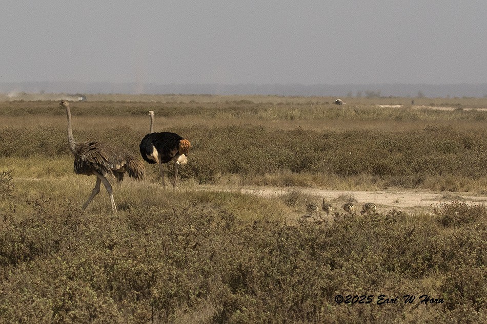 Common Ostrich - ML645890316