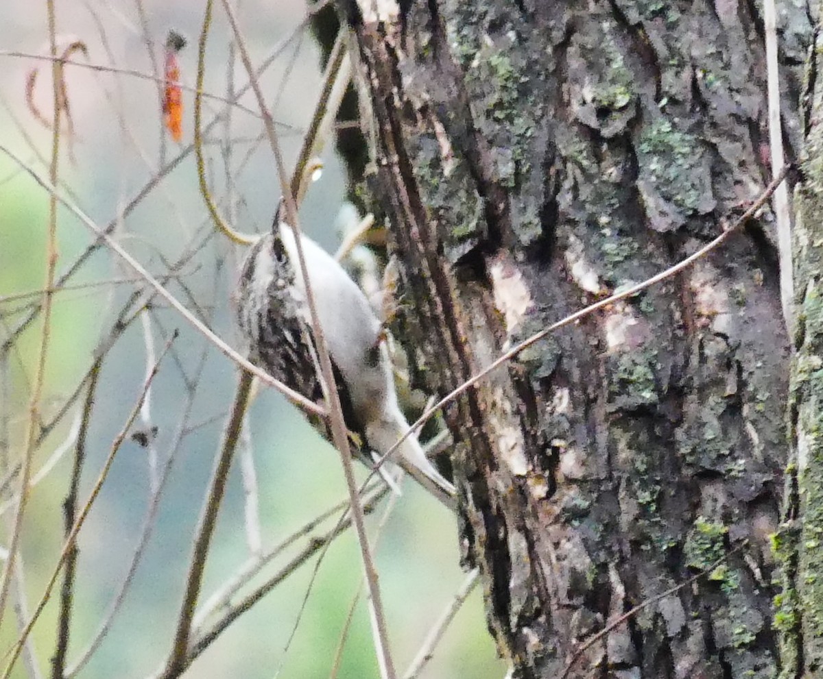 Brown Creeper - ML645890327