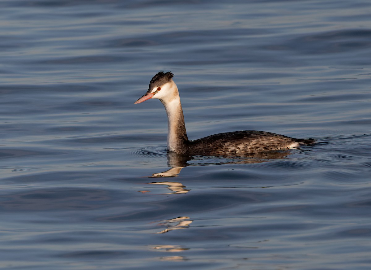 Great Crested Grebe - ML645890328