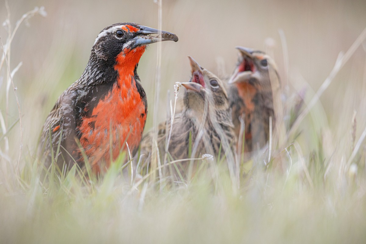 Long-tailed Meadowlark - ML645890335