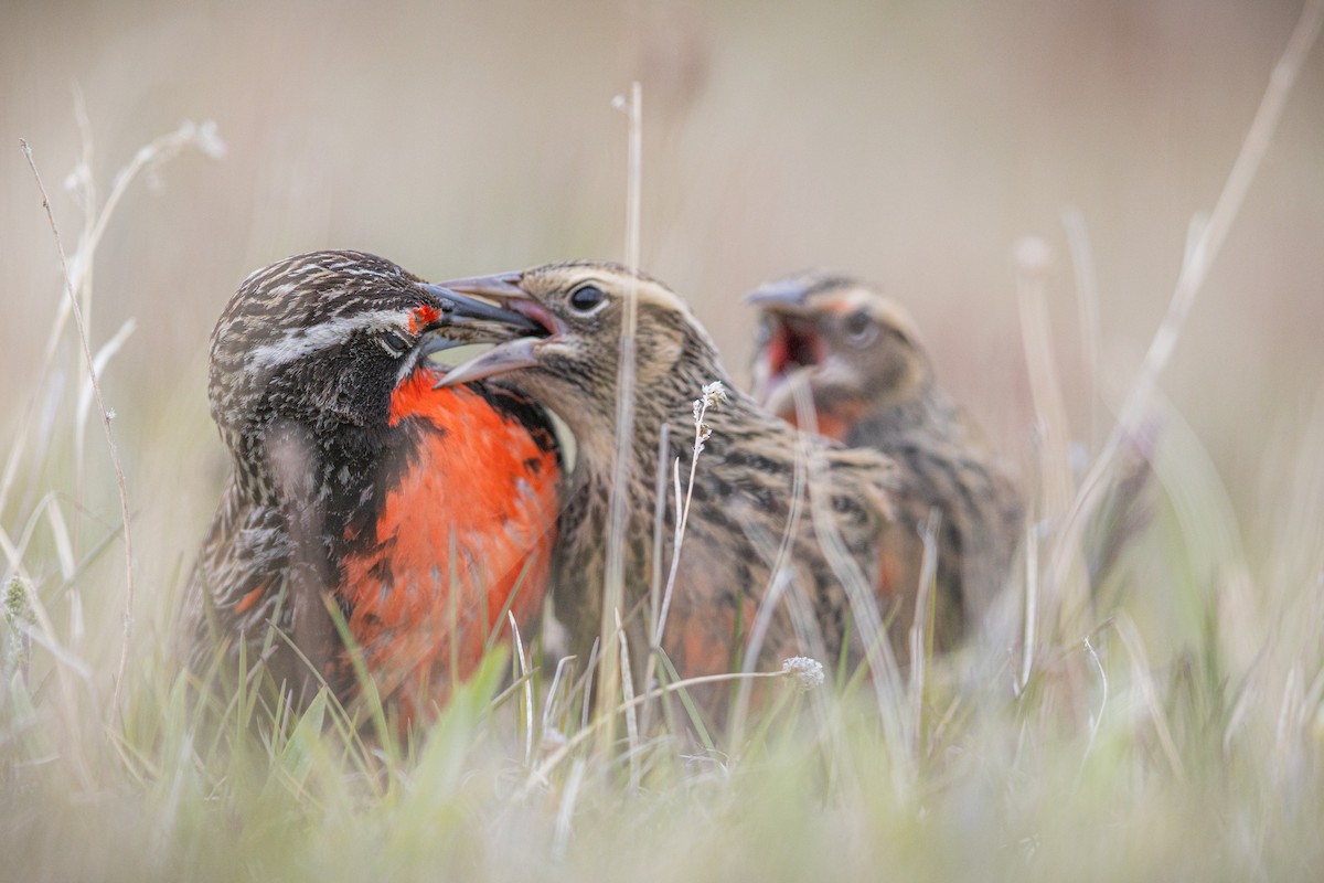 Long-tailed Meadowlark - ML645890336