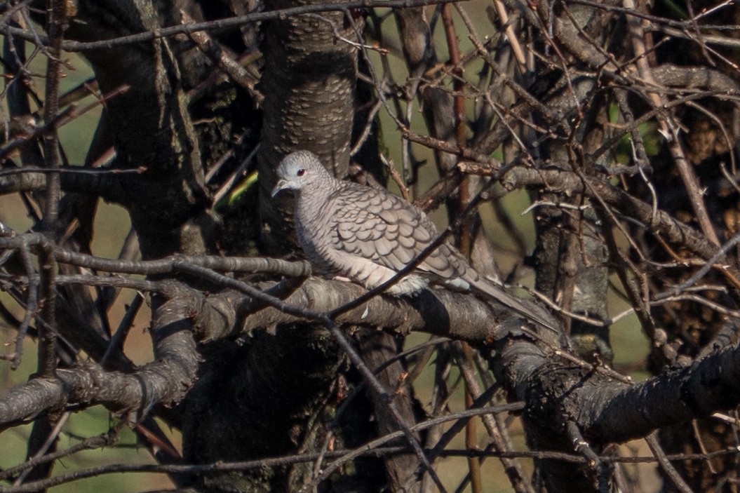 Inca Dove - ML645890337