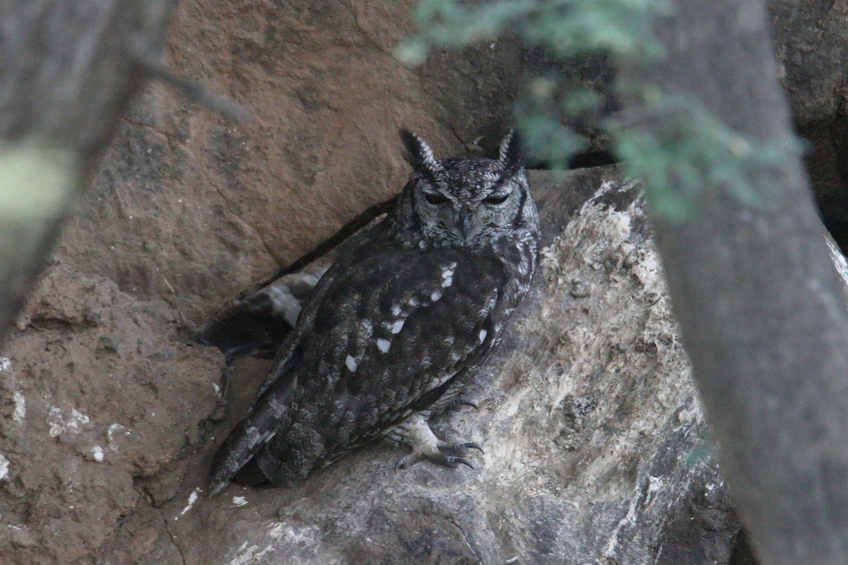 Grayish Eagle-Owl - ML645890338