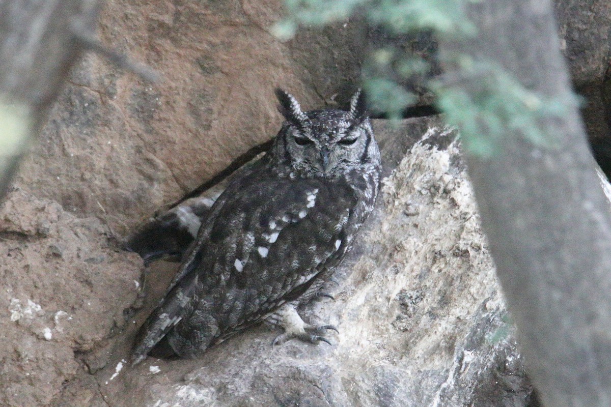 Grayish Eagle-Owl - ML645890340