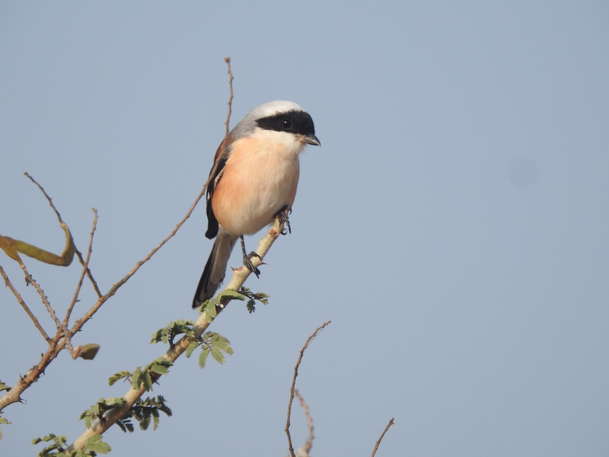 Pie-grièche à bandeau - ML645890342