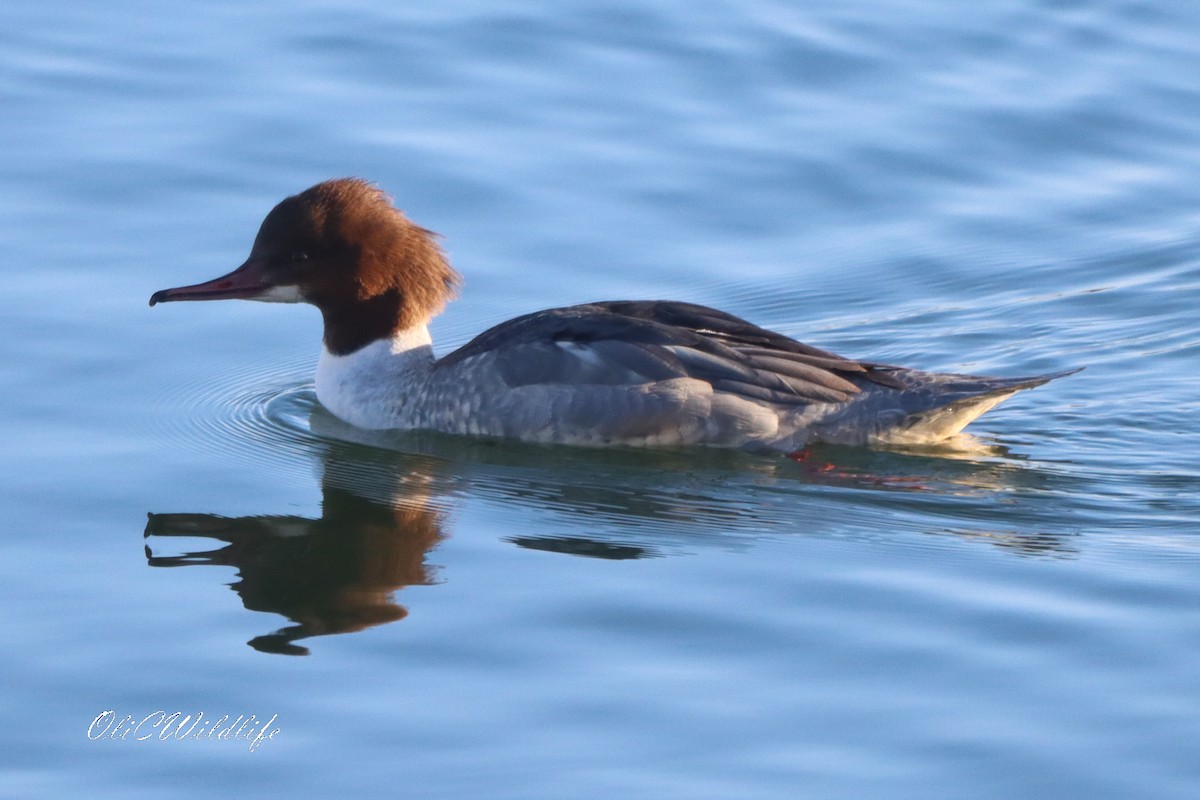 Common Merganser - ML645890345