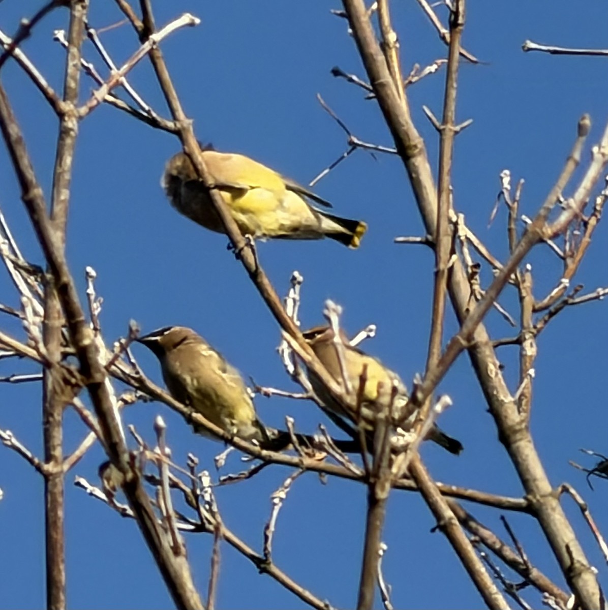 ヒメレンジャク - ML645890352