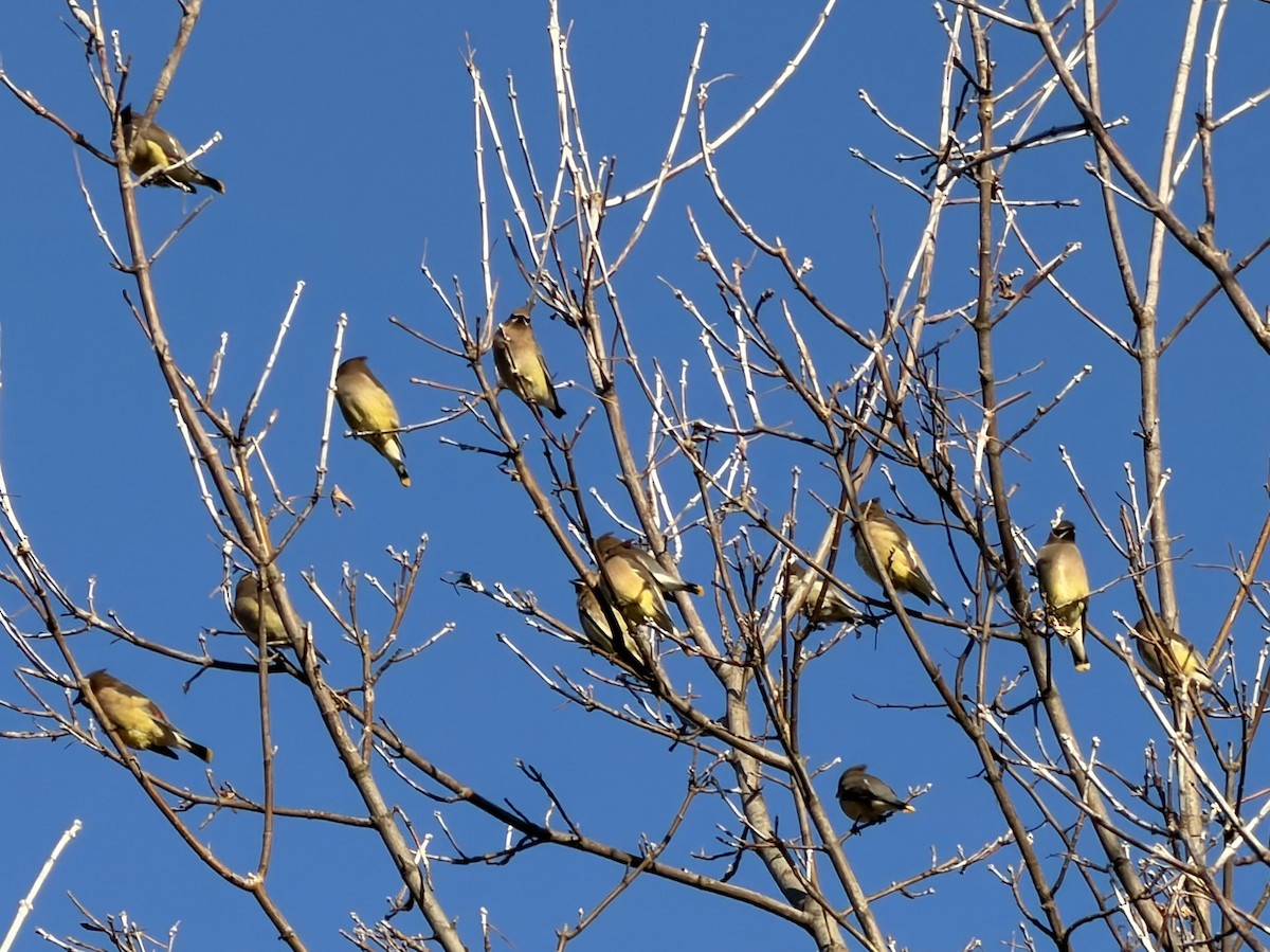 ヒメレンジャク - ML645890353