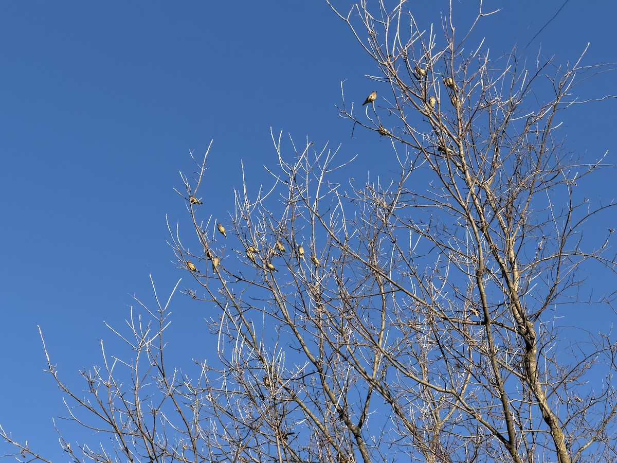 ヒメレンジャク - ML645890354